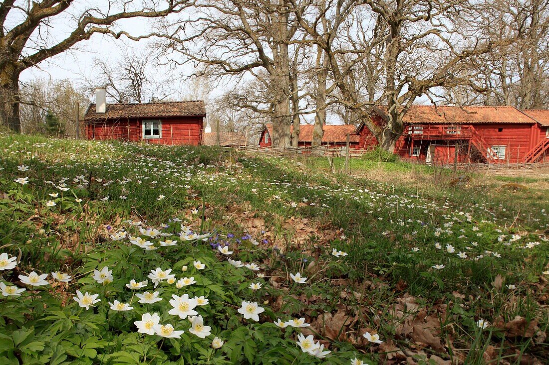 photo Joergen Larsson wood anemone at Björnlunda Södermanland Sweden