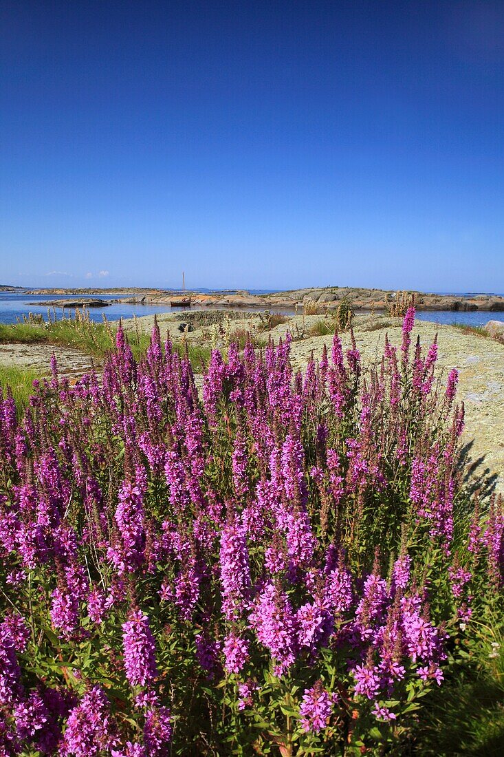 Photo Joergen Larsson Loosestrife at Örö Småland Sweden