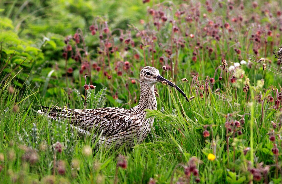 Photo Joergen Larsson Eurasian Curlew Gotland Sweden