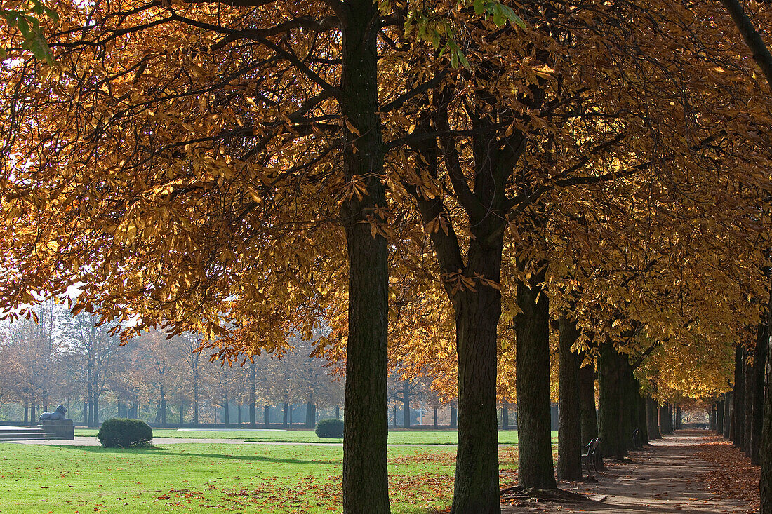 Autumn leaves and tree-lined paths in the park, chestnut trees, City walls, Braunschweig, Brunswick, Lower Saxony, Northern Germany