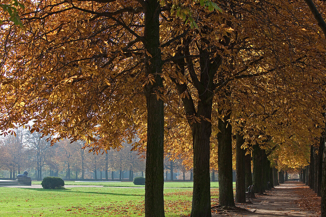 Herbstliche Allee in den Braunschweiger Wallanlagen, Löwenwall, Parkwiese, Braunschweig, Niedersachsen, Deutschland