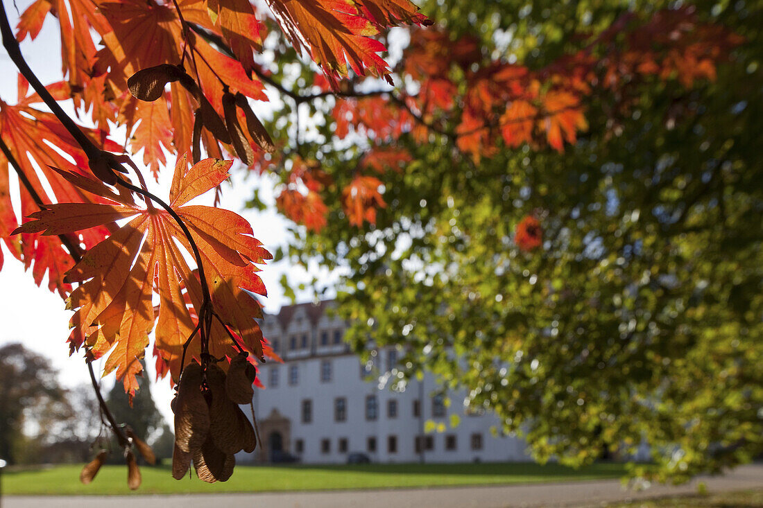 Blick durch herbstbunte Blätter auf das Celler Schloss, Schlossgarten mit herbstlich gefärbten Bäumen, Niedersachsen, Deutschland