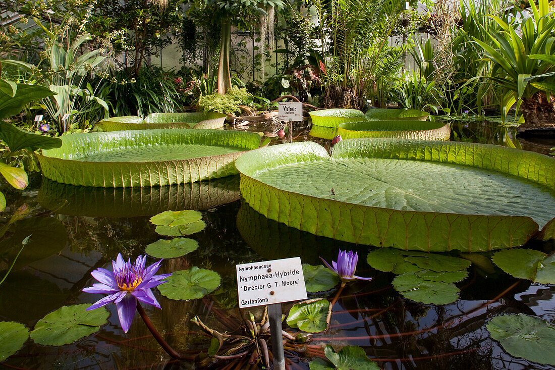 Victoriahaus im Botanischen Garten Göttingen, Riesenseerose, Blüten, Göttingen, Niedersachsen, Deutschland