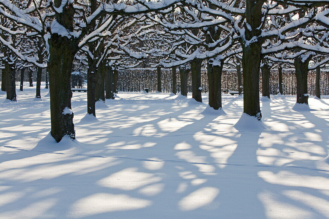 Herrenhausen Garten, trees throwing shadows onto the winter snow, Hanover, Lower Saxony, Germany