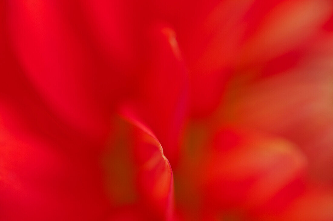 Close up of red petals blurred, colour