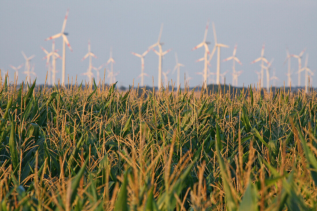 Wind farm, cornfield in foreground, Saxony-Anhalt, Germany