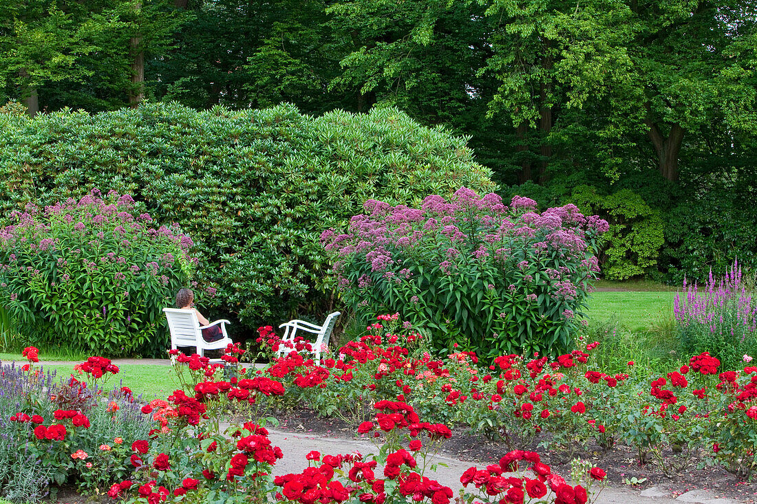 Red roses and garden chairs in the garden of Oldenburg castle, Oldenburg, Lower Saxony, Germany