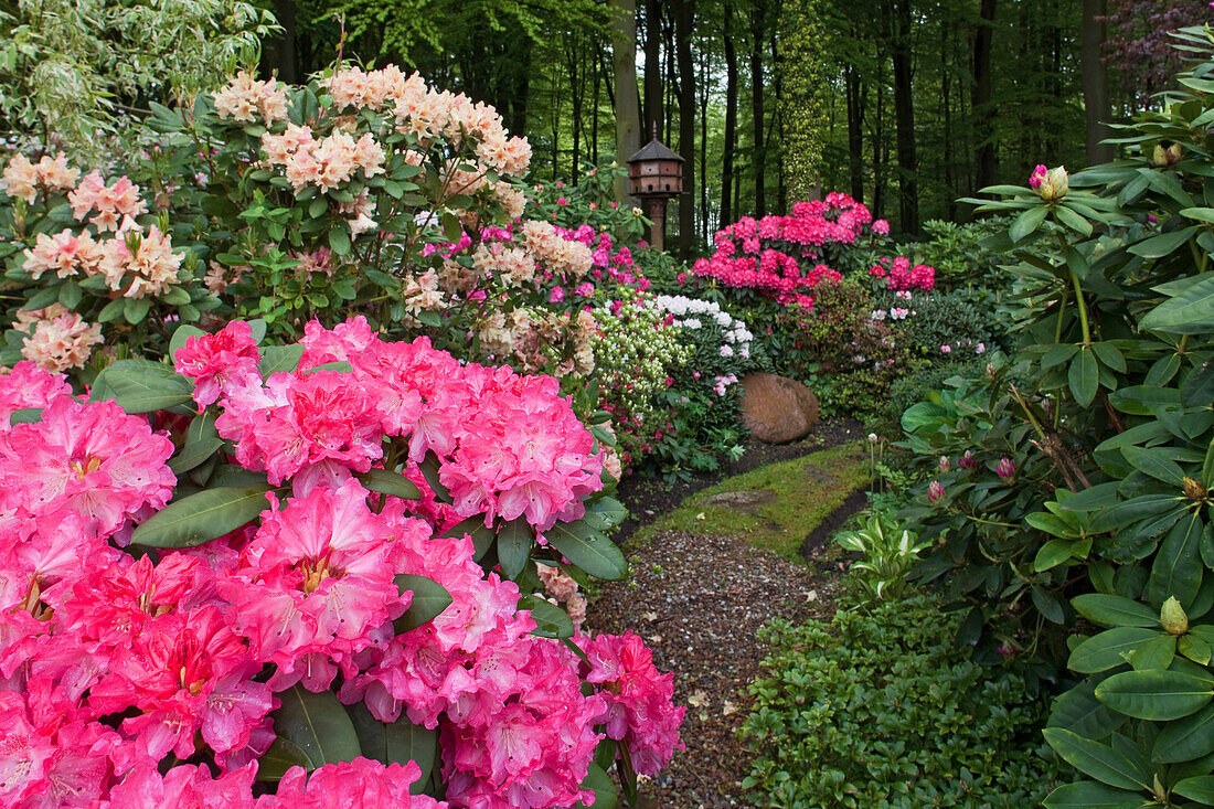 Blühender Rhododendron, Landschaftspark, Schlosspark, Burg Horneburg, Horneburg, Niedersachsen, Deutschland
