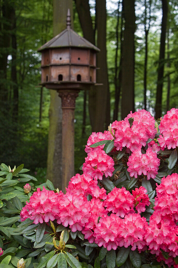 Blühender Rhododendron vor Laubwald im Garten von Düring, Vogelhaus, Horneburg, Niedersachsen, Deutschland