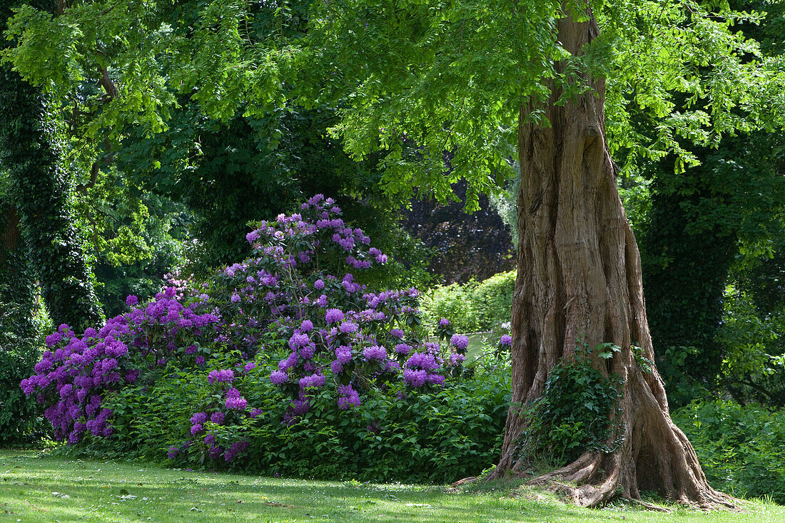 Rhododendrons in bloom and old trees in Jever castle grounds, Jever, Lower Saxony, Germany Lower Saxony, Germany