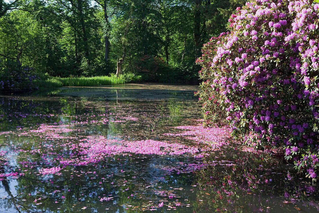 Blühender Rhododendron am Teich in Breidings Garten, Blüteblätter schwimmen im Teich, Soltau, Niedersachsen, Deutschland