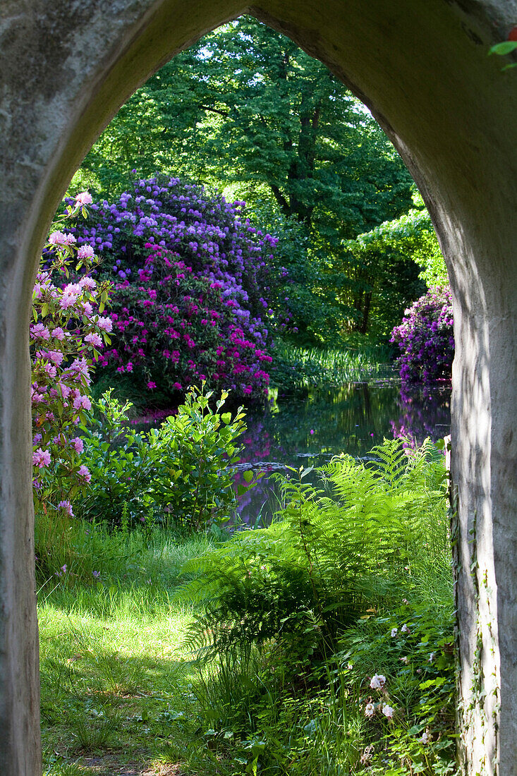 Flowering rhododendrons in full bloom, seen through the archway, ruined tower, Breidings garden, Soltau, Lower Saxony, Germany