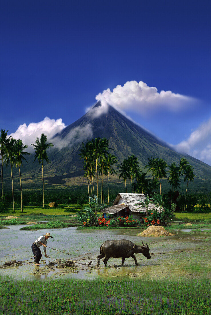 Farmer with water buffalo on rise field in front of steaming Mayon Volcano, Legazpi, Luzon Island, Philippines, Asia