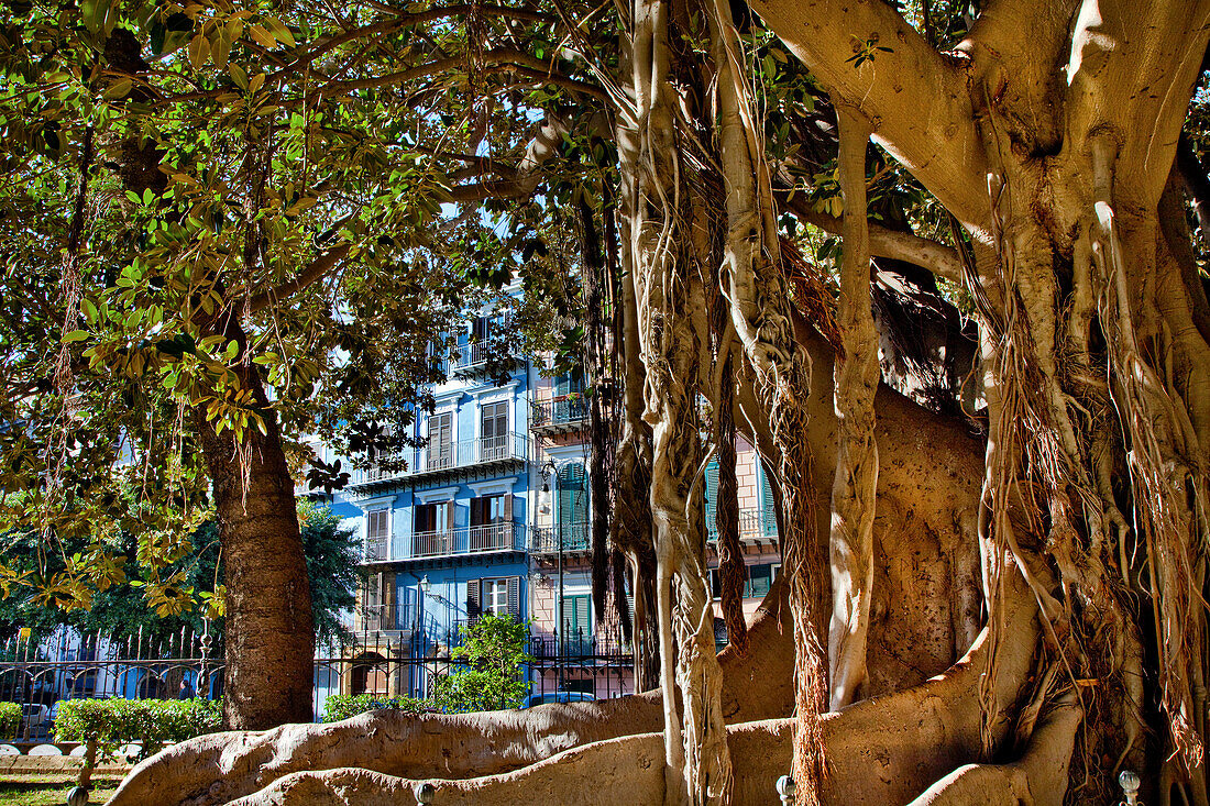 Tropischer Park, Piazza Marina, Palermo, Sizilien, Italien, Europa