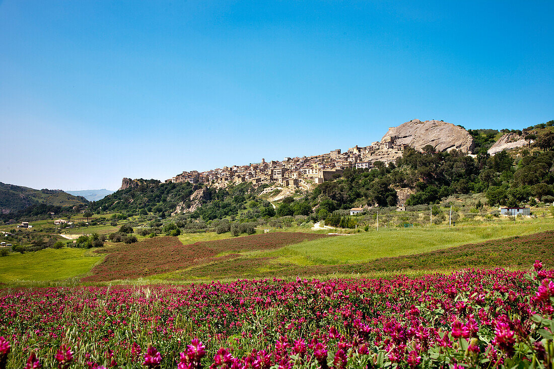 Clover, Sperlinga, Sicily, Italy