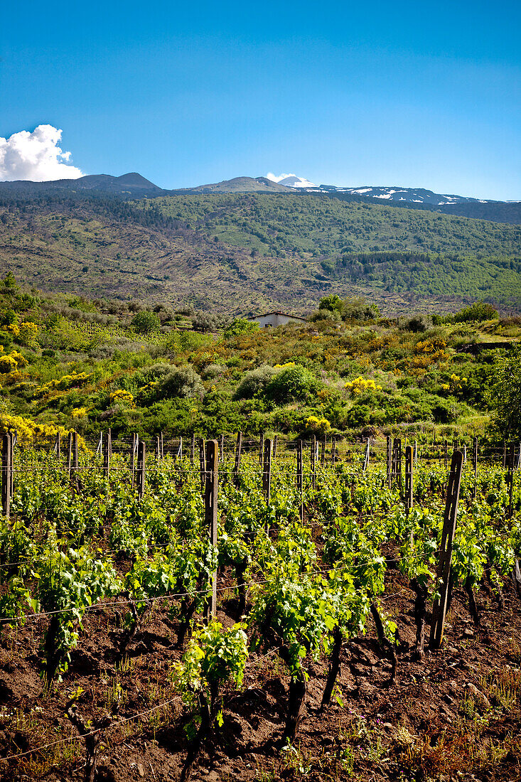 Weinanbau am Ätna, Sizilien, Italien