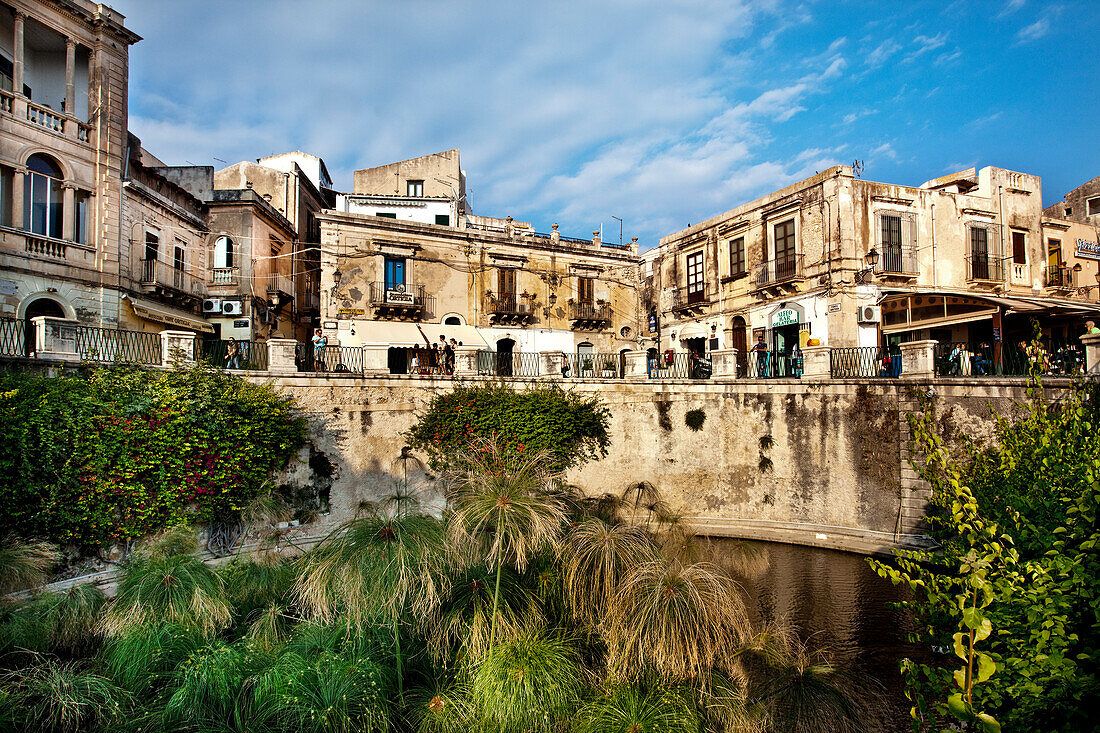 Papyrus, Fonte Aretusa, Ortigia, Syracuse, Sicily, Italy