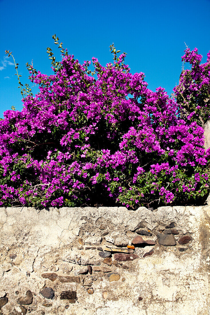 Blumen an Häuserwand, Malfa, Salina, Liparische Inseln, Sizilien, Italien