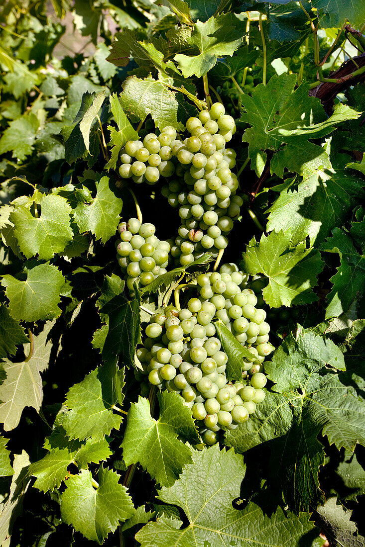 Weintrauben, Malfa, Salina, Liparische Inseln, Sizilien, Italien