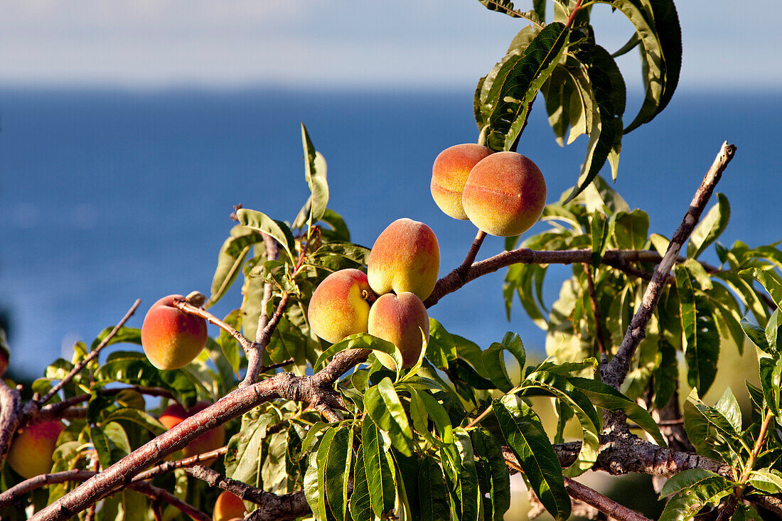 Pfirsiche am Baum, Malfa, Salina, Liparische Inseln, Sizilien, Italien