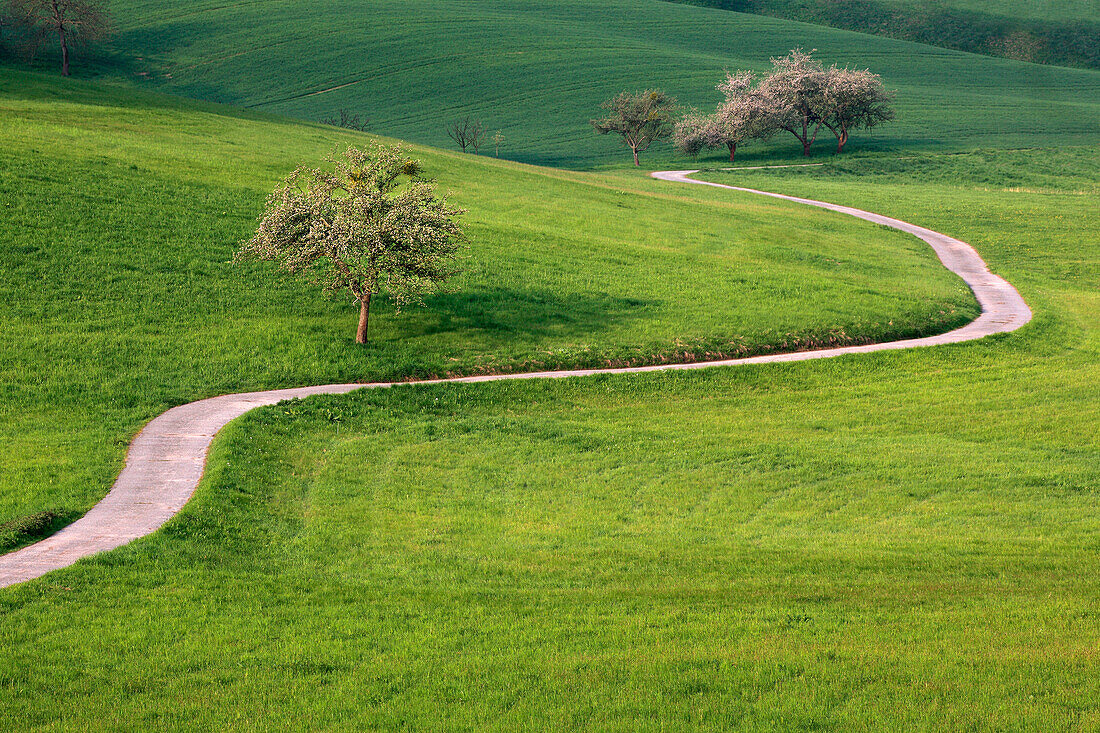 Path with blossoming fruit trees, Hessische Bergstrasse, Hesse, Germany