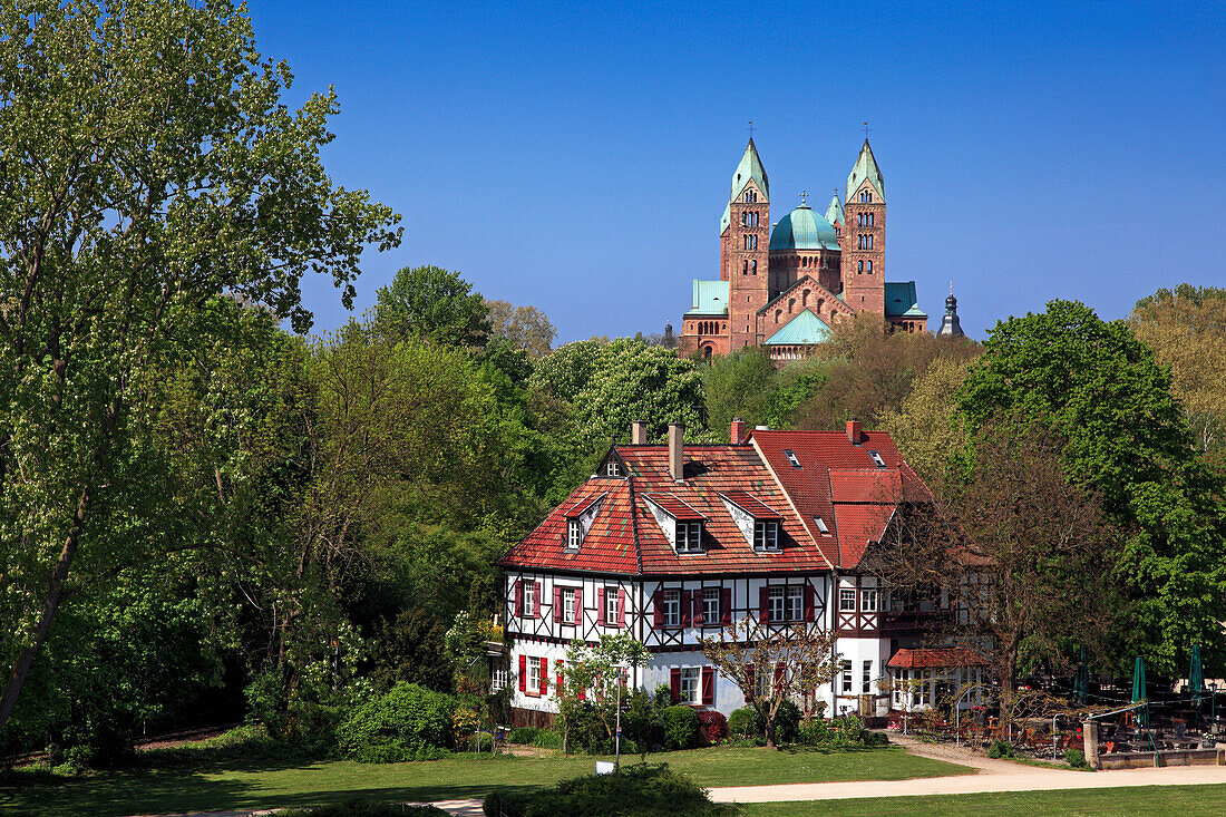 Dom zu Speyer überragt ein Fachwerkhaus am Rheinufer, Speyer, Rhein, Rheinland-Pfalz, Deutschland