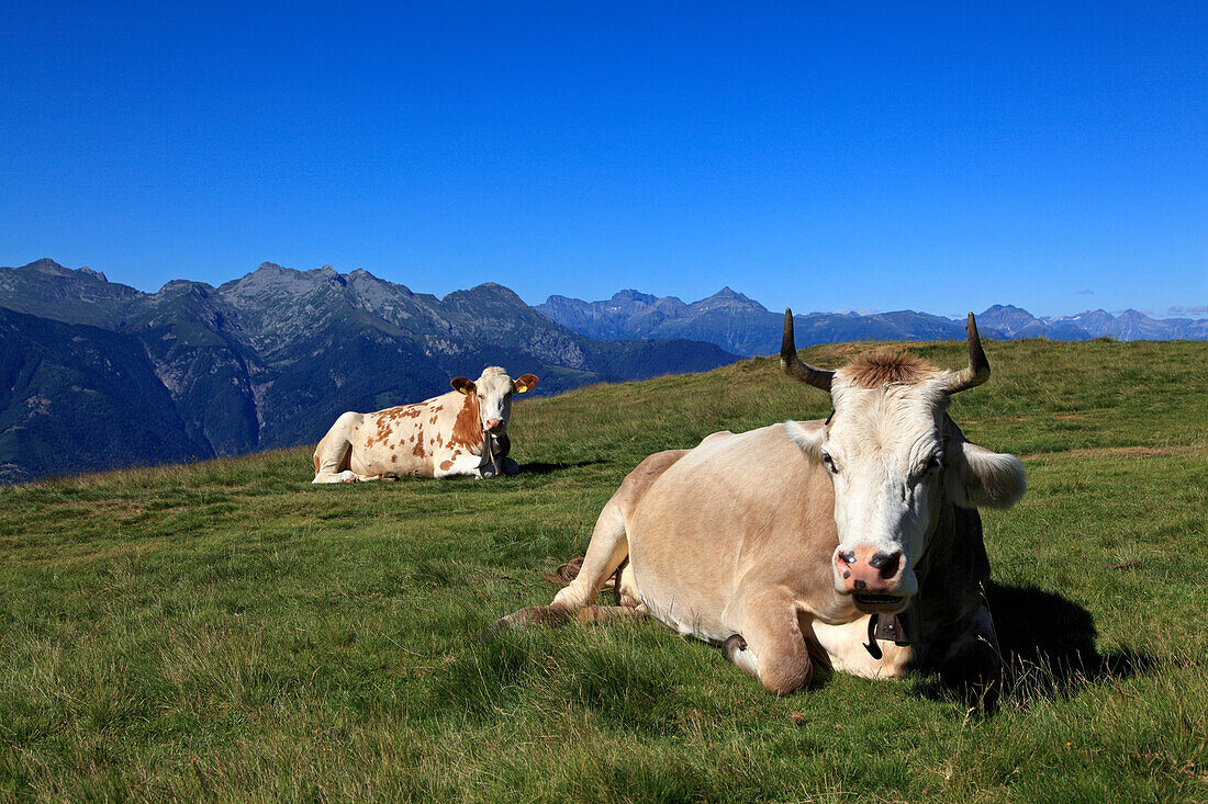 Cows with mountain scenery, mountain hike to Monte Tamaro, Ticino, Switzerland