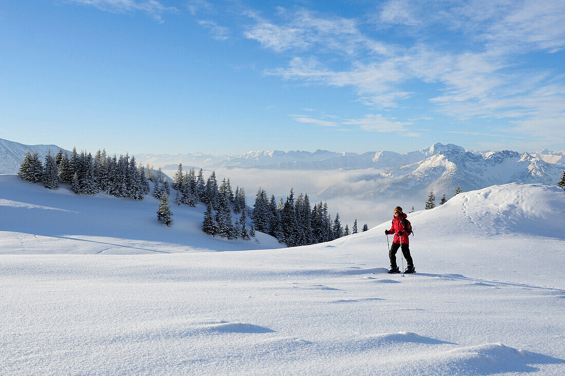 Frau auf Skitour geht über Schneefläche, Rofan und Bayerische Alpen im Hintergrund, Rotwand, Spitzinggebiet, Bayerische Voralpen, Bayerische Alpen, Oberbayern, Bayern, Deutschland