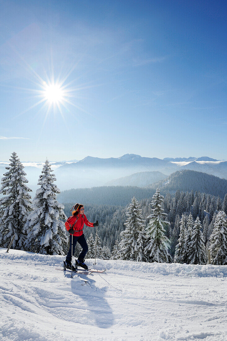 Frau auf Skitour steigt zum Hirschberg auf, Winterwald und Bayerische Alpen im Hintergrund, Hirschberg, Bayerische Voralpen, Bayerische Alpen, Oberbayern, Bayern, Deutschland