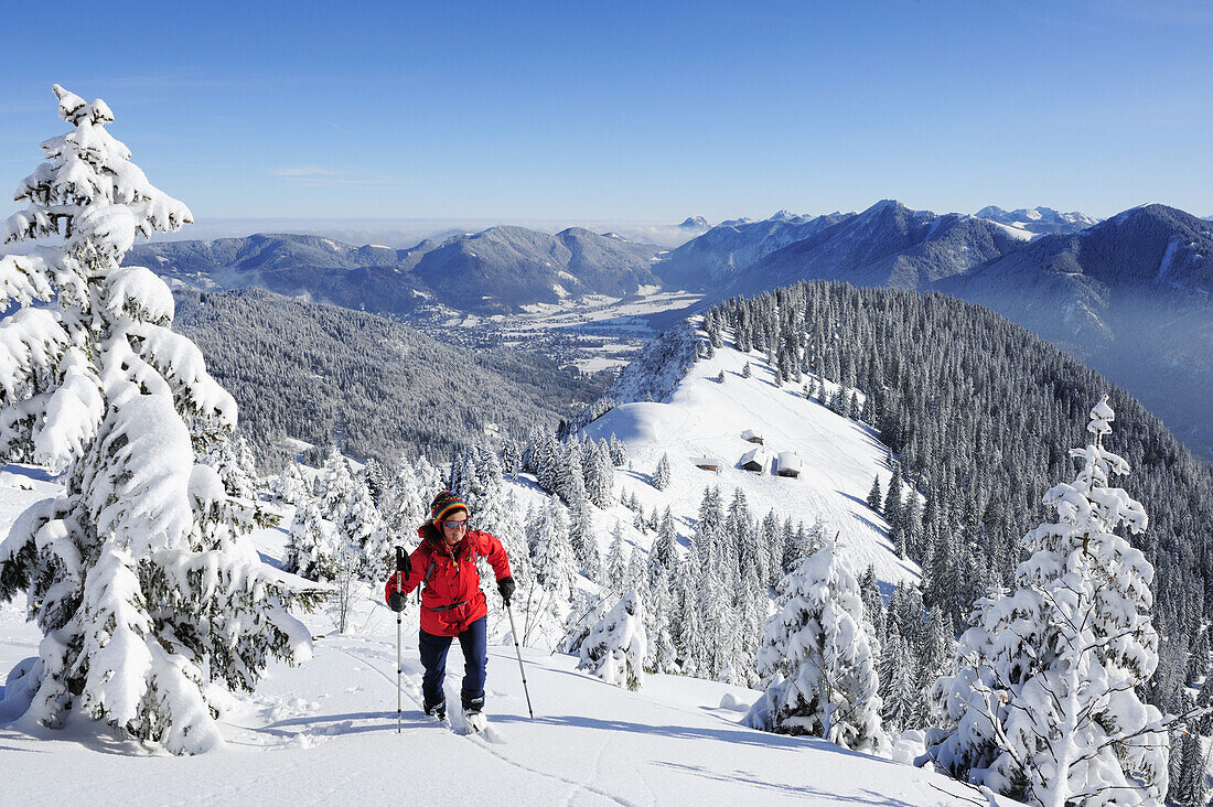 Woman backcountry skiing, ascending Hirschberg mountain with a snow-covered forest and Bavarian Alps in the background, Hirschberg, Bavarian Pre-Alps, Bavarian Alps, Upper Bavaria, Bavaria, Germany