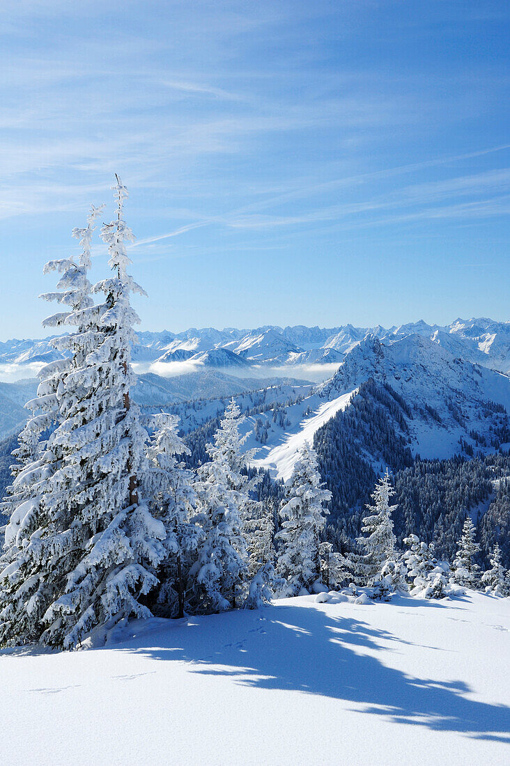 Verschneite Fichten, Bayerische Alpen und Karwendel im Hintergrund, Hirschberg, Bayerische Voralpen, Bayerische Alpen, Oberbayern, Bayern, Deutschland