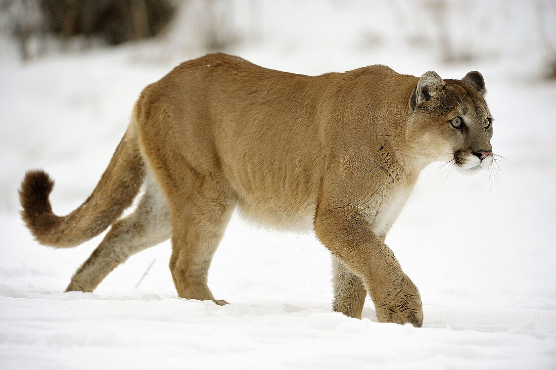 Cougar, Mountain lion Felis concolor captive in winter habitat
