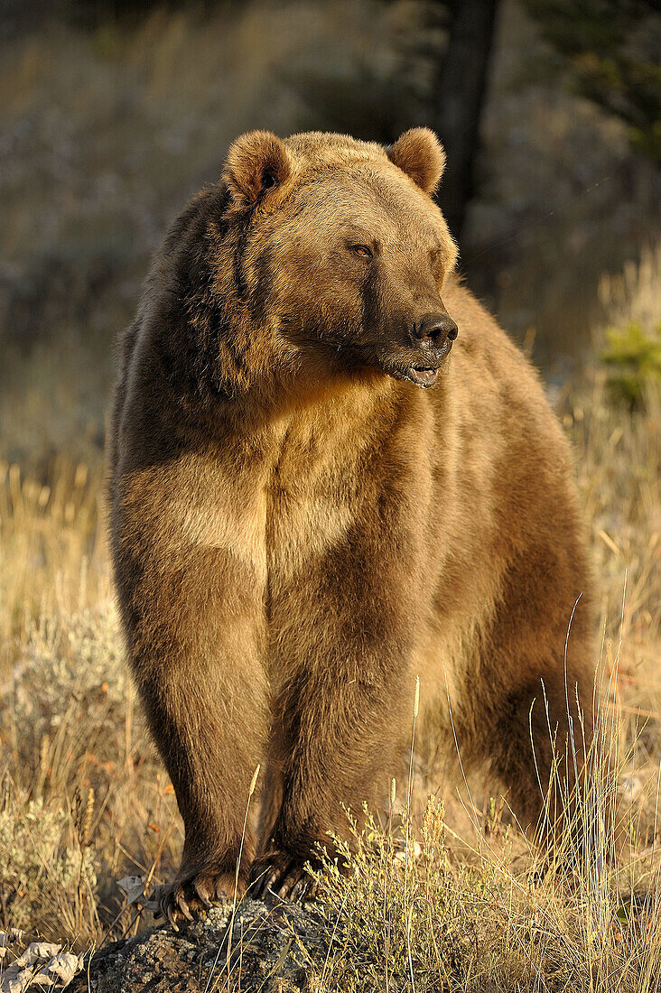 Grizzly bear Ursus arctos- captive in autumn setting
