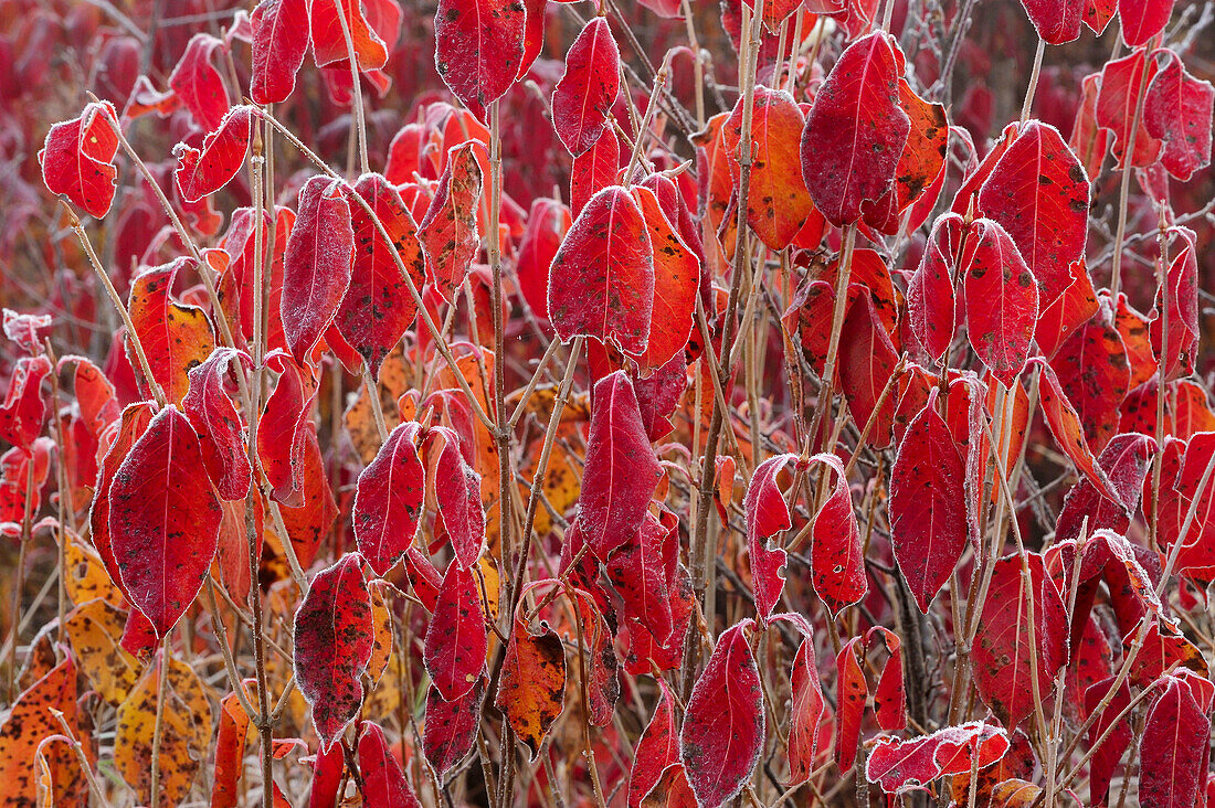 Frosted northern wild raisin leaves in autumn Vibernum casssinoides
