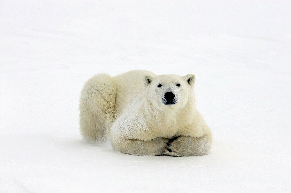 Polar bear Ursus maritimus Lying down along Hudson Bay coastline