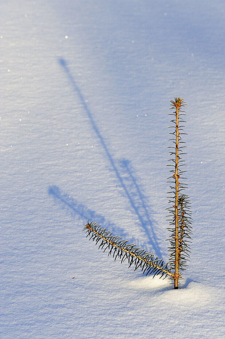 White spruce Picea glauca sapling protruding from fresh snow
