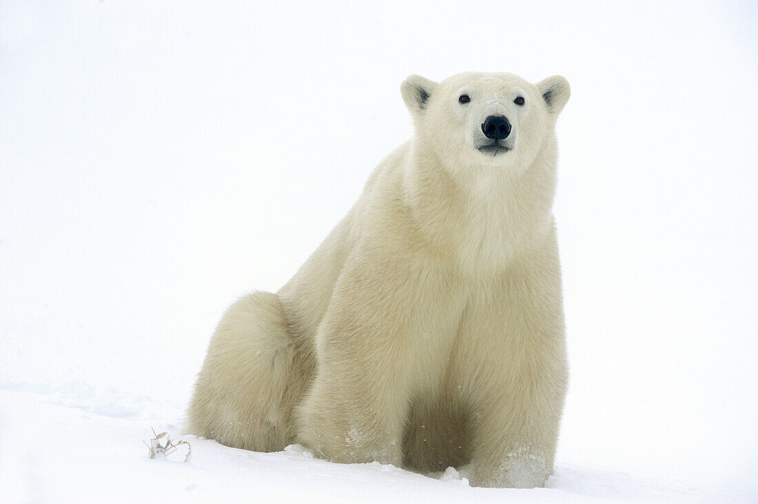 Polar bear Ursus maritimus Resting in snow along Hudson Bay coastline