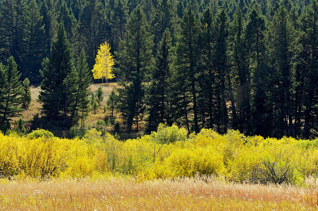 Single aspen tree in coniferous forest at edge of autumn wetland