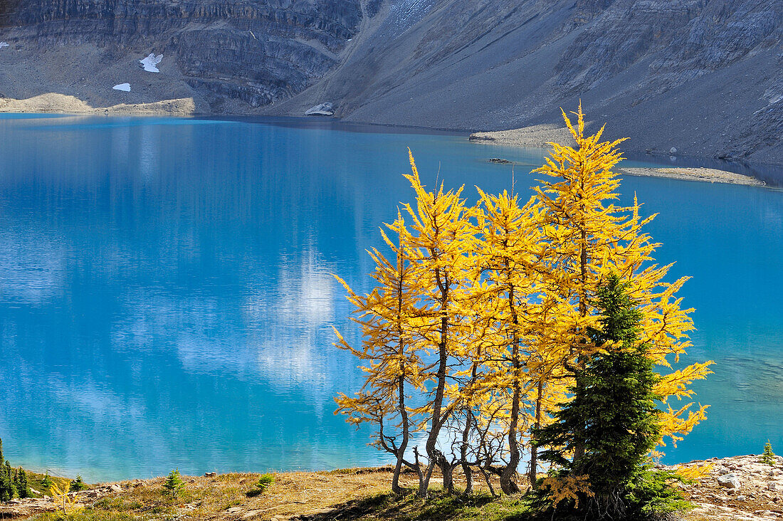 Western larches in autumn colour overlooking McArthur Lake
