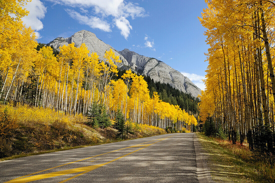 Autumn aspens along the Bow Valley Parkway