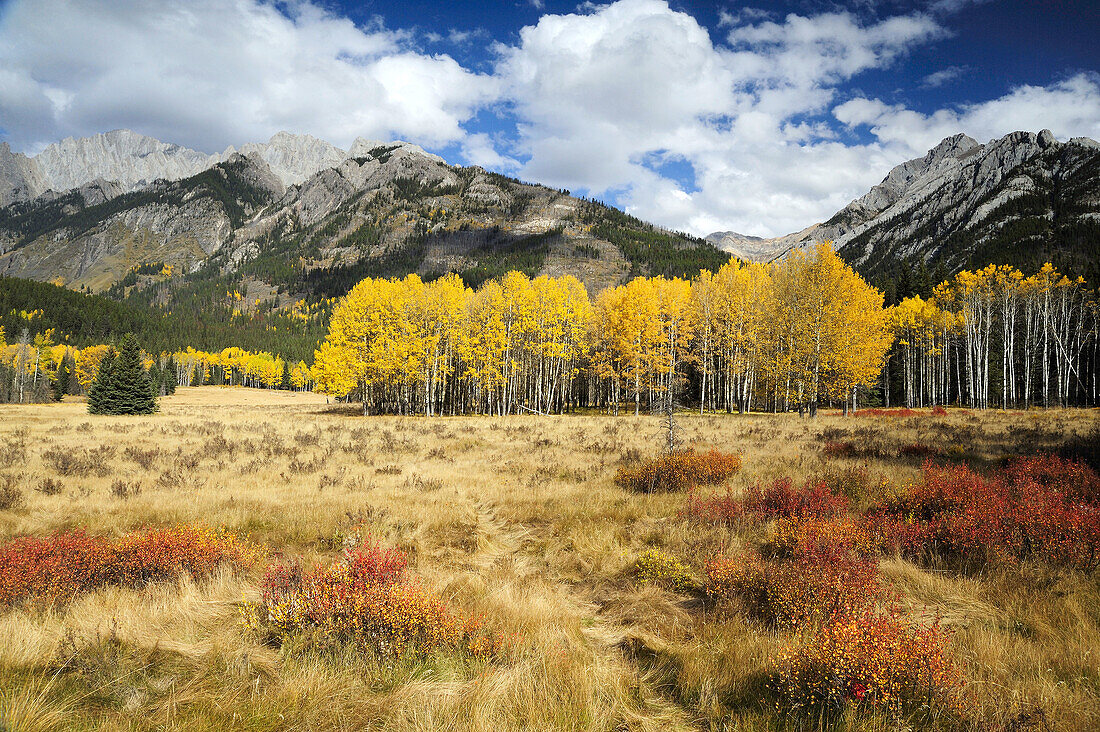 Autumn aspens at edge of meadow along the Bow Valley Parkway