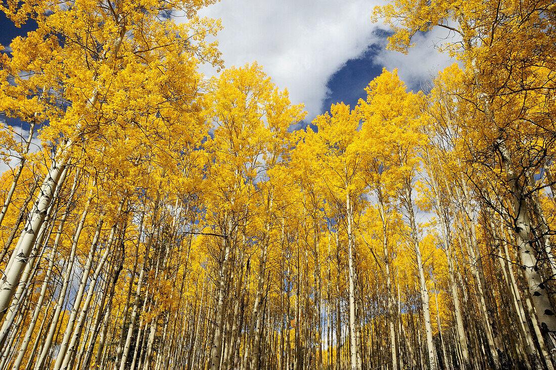 Autumn aspens along the Bow Valley Parkway