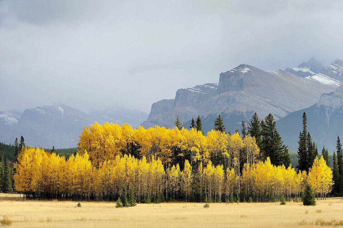 Autumn aspens and rainsquall in valley