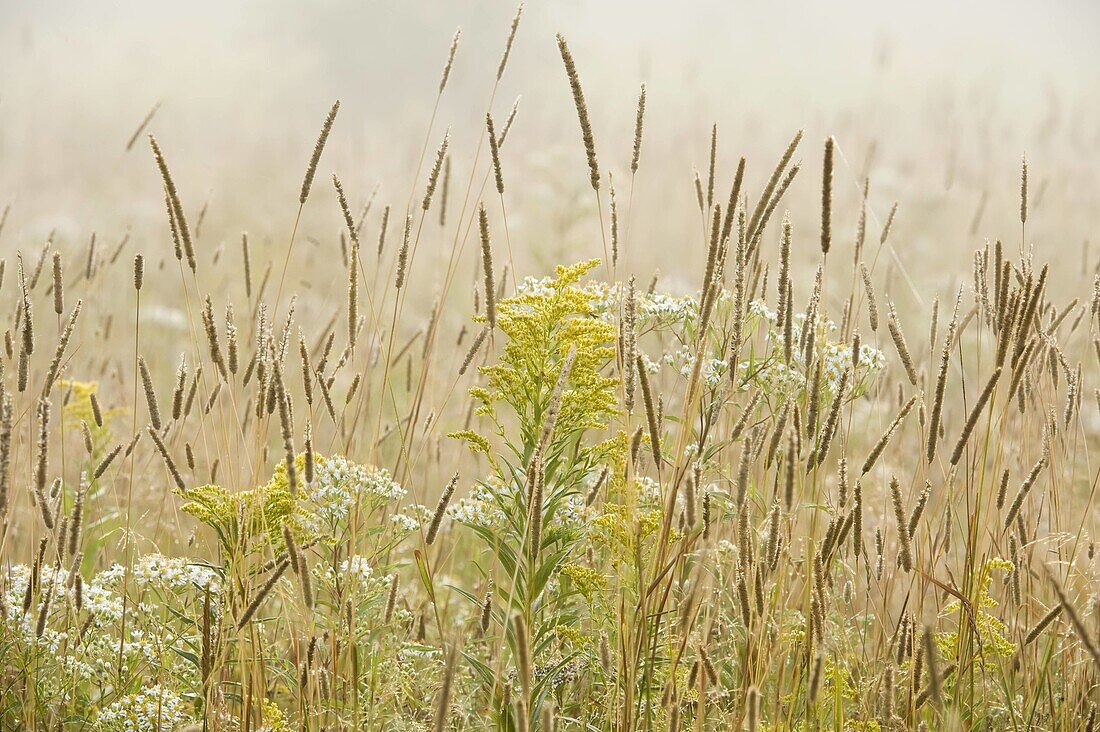 Timothy grass, goldenrod and aster in late summer meadow with light fog