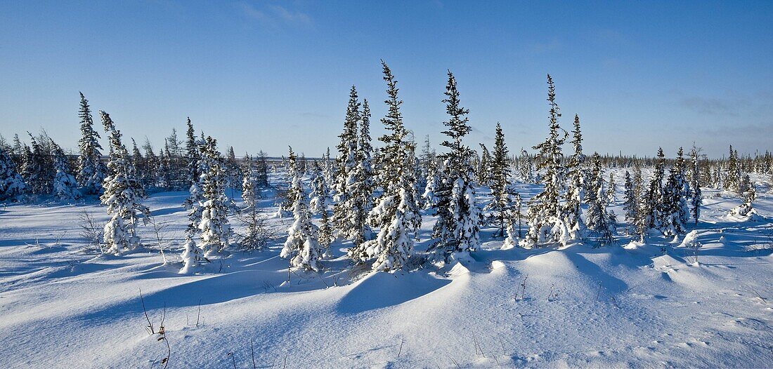 Boreal trees and fresh snow