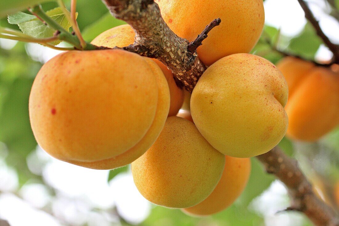 Heavy laden branch of apricots, Prunus armeniaca  Two tempting ripe luscious apricots are in your eye   All you need to do is take a bite  Prunus armeniaca  Prunus armeniaca,  Apricots, a very important fruit of European commercial and domestic markets  T