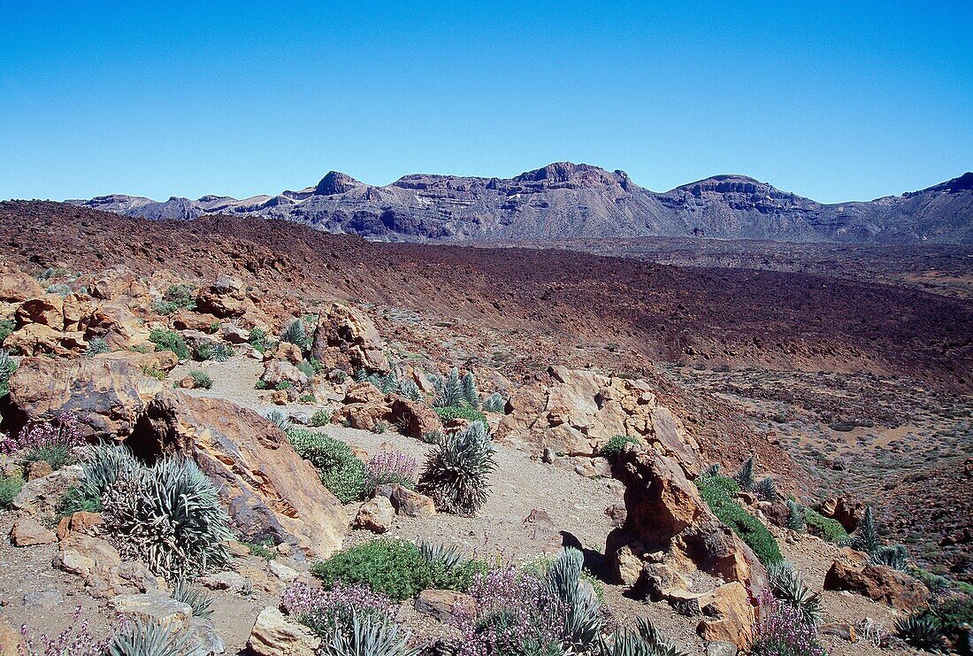 Cañadas del Teide  Teide National Park  Tenerife island  Canary Islands  Spain