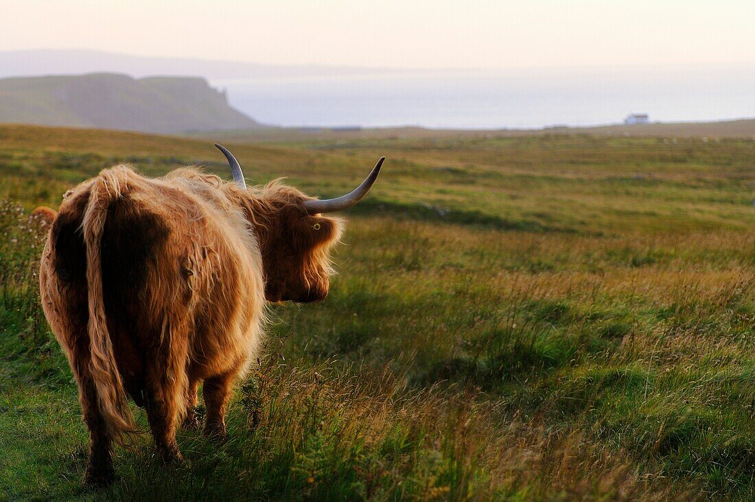 Great Britain, Scotland, Isle of Skye, Trotternish peninsula, Highland cow