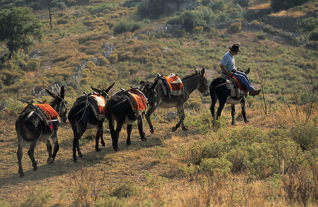 Donkeys, Balagne. Haute-Corse, Corsica Island, France