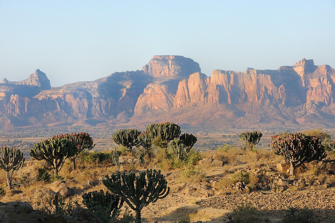 Ethiopia, Tigray, Hawsien region, Euphorbia cactus and Gheralta range